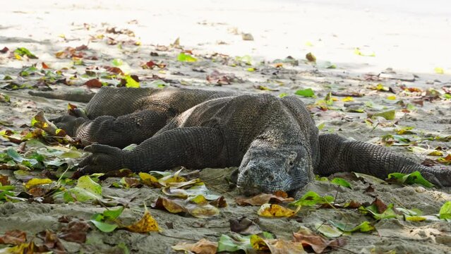 Komodo dragon, bigest lezard on the earth, 90kg they are impressive in the Komodo Archipelago in Indonesia