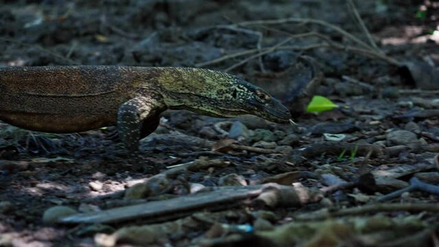 Komodo dragon, bigest lezard on the earth, 90kg they are impressive in the Komodo Archipelago in Indonesia