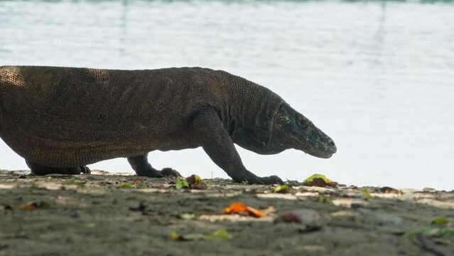 Komodo dragon, bigest lezard on the earth, 90kg they are impressive in the Komodo Archipelago in Indonesia