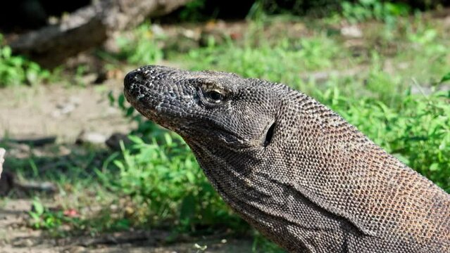 Komodo dragon, bigest lezard on the earth, 90kg they are impressive in the Komodo Archipelago in Indonesia