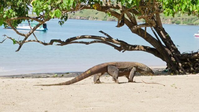 Komodo dragon, bigest lezard on the earth, 90kg they are impressive in the Komodo Archipelago in Indonesia