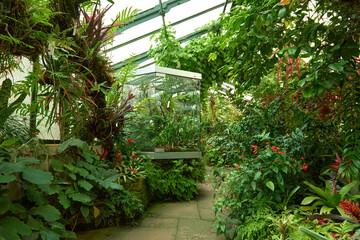 Amazonian Ecosystem Enchantment: Nature's Wonders in the Botanical Greenhouse. Botanic Rainforest Marvel: Exploring the Amazonian Flora in the Conservatory. Amazonian Ecosystem Enchantment Unveiled