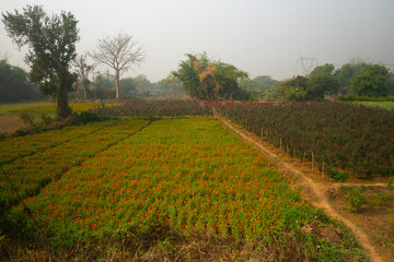 Fototapeta na wymiar Vast field of orange marigold flowers at valley of flowers, Khirai, West Bengal, India. Flowers are harvested here for sale. Tagetes, herbaceous plants, family Asteraceae, blooming orange marigold.