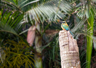 Turquoise-browed Motmot (Eumomota superciliosa) in San Salvador, El Salvador