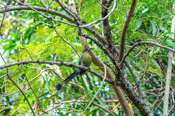 Turquoise-browed Motmot (Eumomota superciliosa) in San Salvador, El Salvador
