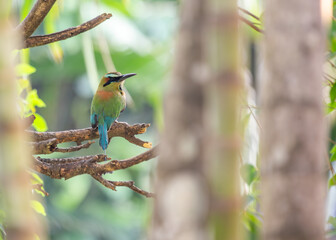 Turquoise-browed Motmot (Eumomota superciliosa) in San Salvador, El Salvador