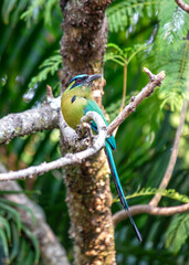 Turquoise-browed Motmot (Eumomota superciliosa) in San Salvador, El Salvador