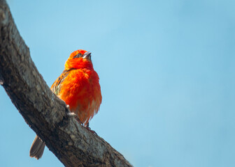 Red Fody (Foudia madagascariensis) in Madagascar