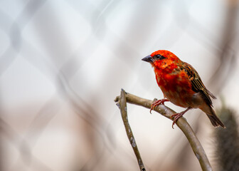 Red Fody (Foudia madagascariensis) in Madagascar