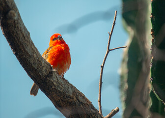 Red Fody (Foudia madagascariensis) in Madagascar