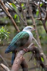 Red-knobbed Imperial Pigeon (Ducula rubricera) in Seychelles