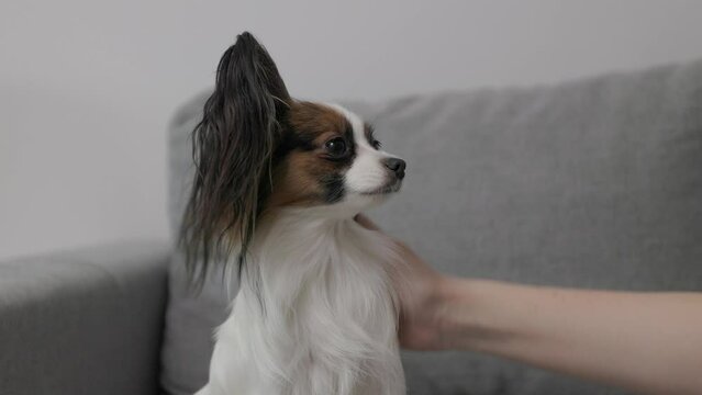 close up of woman stroking her cute papillon dog sitting on sofa 