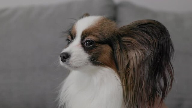 close up of woman stroking her cute papillon dog sitting on sofa 