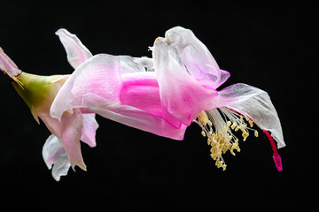 Schlumberger's flower against a black background.