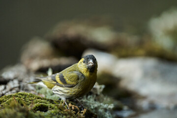 Jilguero lúgano posado en el suelo (Carduelis spinus)