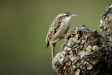 agateador norteño o euroasiático​ (Certhia familiaris)​