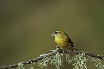 Obraz premium Jilguero lúgano posado en una rama (Carduelis spinus)