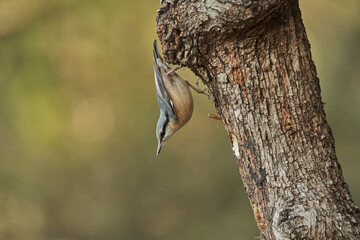  trepador azul (Sitta europaea)​ 