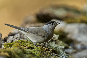 curruca capirotada macho en el bosque (Sylvia atricapilla)
