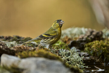 Jilguero lúgano posado en el suelo (Carduelis spinus)