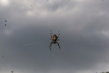 Macro Marvel: Spider Close-Up Against the Sky