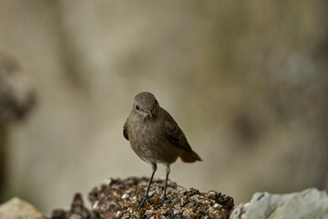colirrojo tizón hembra en el bosque (Phoenicurus ochruros)	
