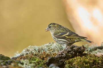 Jilguero lúgano posado en el suelo (Carduelis spinus)