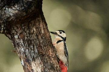 retrato del pico picapinos (Dendrocopos major)