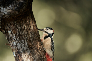 retrato del pico picapinos (Dendrocopos major)