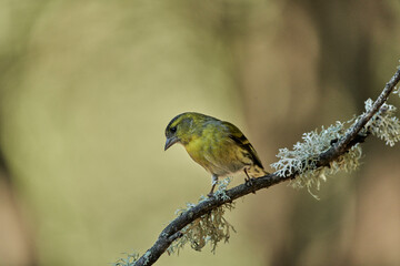 Jilguero lúgano posado en una rama (Carduelis spinus)