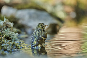 Jilguero lúgano bebiendo y bañándose en el estanque (Carduelis spinus)