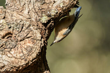  trepador azul (Sitta europaea)​ 