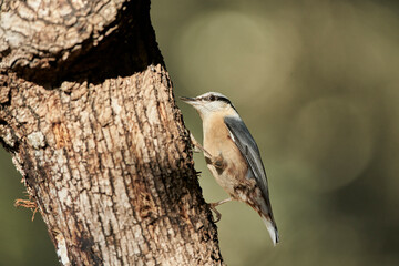  trepador azul (Sitta europaea)​ 