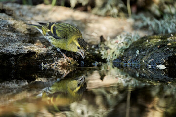Jilguero lúgano posado (Carduelis spinus)