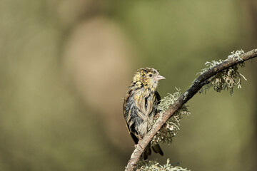 Jilguero lúgano posado en una rama con musgo (Carduelis spinus)