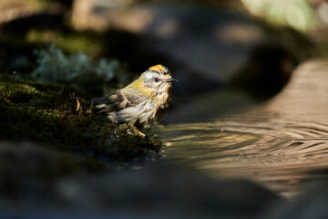  reyezuelo listado​ (Regulus ignicapilla)