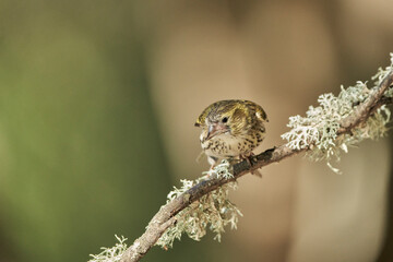 Jilguero lúgano posado en una rama (Carduelis spinus)