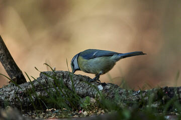 herrerillo común (Cyanistes caeruleus)