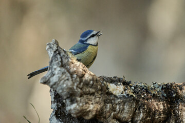 herrerillo común (Cyanistes caeruleus)