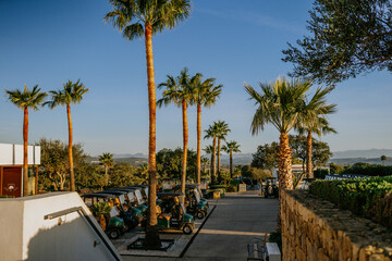 Sotogrande, Spain - January, 23, 2024 - A row of tall palm trees lines a path with golf carts parked on the side, under a clear blue sky.