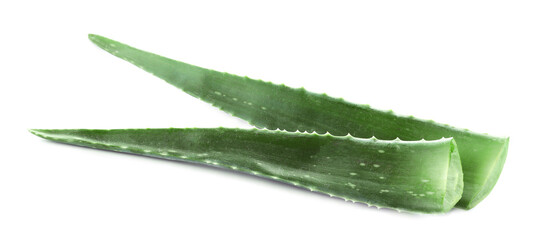 Green aloe vera leaves isolated on white