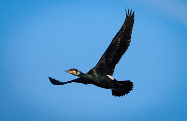 cormorant in flight in the blue sky