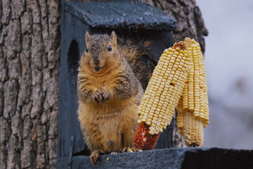Happy and fat furry squirrel in yard eating corn from feeder with smile on animal face. © ccestep8