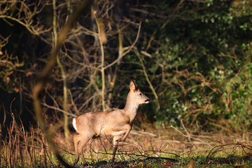 cute deer on the run 