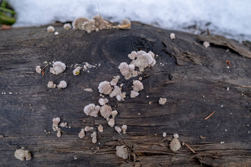 Schizophyllum commune fungus on wood merulius communis