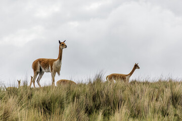 Vicuñas salvajes - Ocros, Ayacucho, Perú