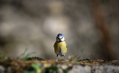Blue tit (Parus caeruleus), resting on a stone wall