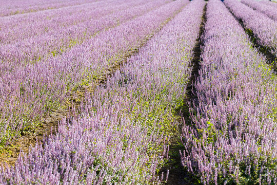Chinese Mesona flower field in Taoyuan Yangmei District