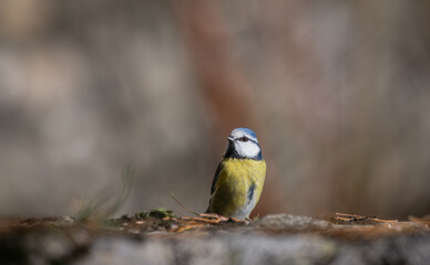 Blue tit (Parus caeruleus), resting on a stone wall