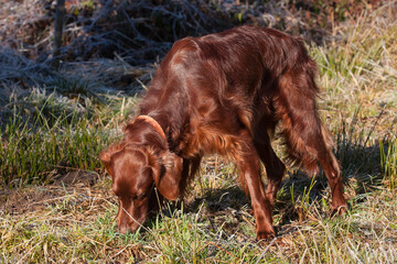 In the radiant sunlight, an elegant Irish Setter diligently tracks a trail in the forest. His majestic presence reflects the dedication and passion of a hunting dog.